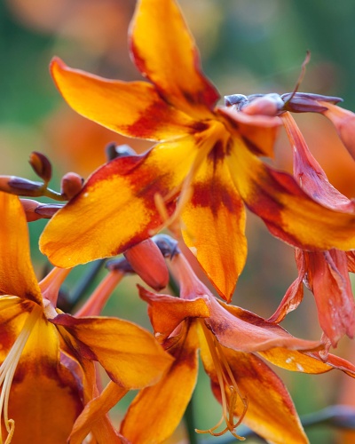 CROCOSMIA (MONTBRÉCIA) EMILY MCKENZIE 100 ks